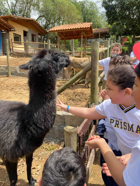 Bicho Mania 2022